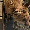 Daniel Rasilier kann seinen Augen nicht trauen: Bei ihm im Garten ist ein kleiner Fuchs, dem offensichtlich ein Pfeil durch den Kopf ...