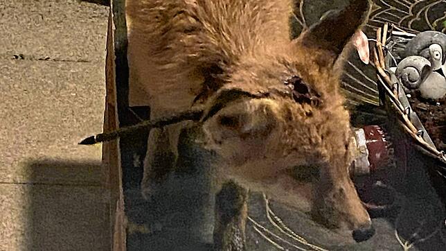 Daniel Rasilier kann seinen Augen nicht trauen: Bei ihm im Garten ist ein kleiner Fuchs, dem offensichtlich ein Pfeil durch den Kopf ...