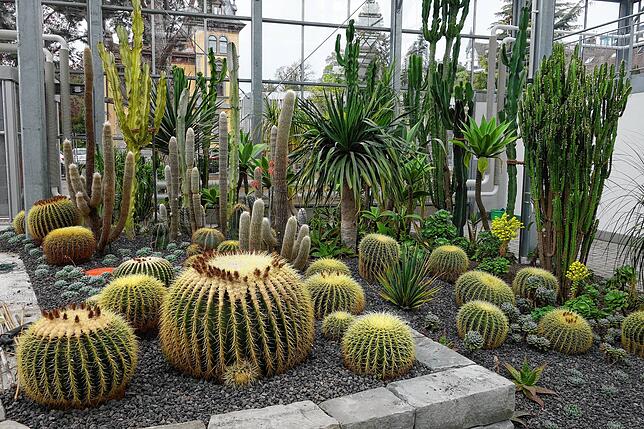 Eines der Beete im Pflanzenhaus ist mit Schwiegermuttersitzen bestückt. Fotografiert wurden die Kakteen bei einer Pflanzaktion im Frühjahr.