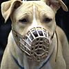 Einige Rassen wie dieser American Staffordshire Terrier, wie auf diesem Archivbild, gelten als besonders gefährlich und aggressiv und ...