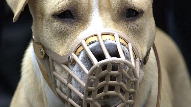 Einige Rassen wie dieser American Staffordshire Terrier, wie auf diesem Archivbild, gelten als besonders gefährlich und aggressiv und ...