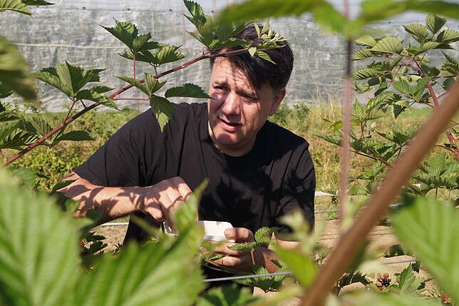 SÜDKURIER-Redakteur Andreas Schuler beim Pflücken der Himbeeren.