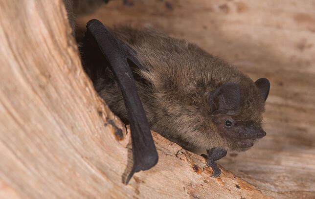 Eine Zwergfledermaus.