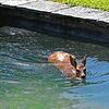 Dieses Reh war 2019 in Wehr in einen Pool gefallen. (Symbolbild) Dasselbe ist nun in Riehen im Kanton Basel-Stadt bei Lörrach passiert.