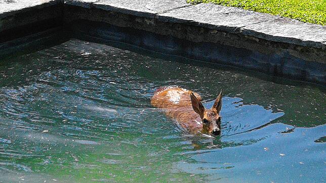 Dieses Reh war 2019 in Wehr in einen Pool gefallen. (Symbolbild) Dasselbe ist nun in Riehen im Kanton Basel-Stadt bei Lörrach passiert.