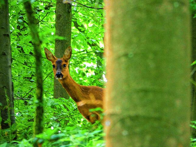 Auf dieses Reh traf die Naturpädagogin Lisa Timpe im Wald. Sie erklärt Kindern und Jugendlichen die Zusammenhänge der Natur und den ...