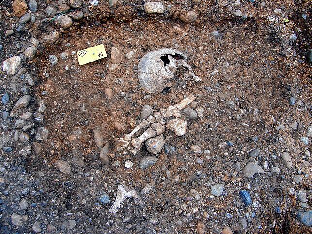 Von manchem Skelett eines Hingerichteten finden die Archäologen bei Allensbach nur Teile wie diesen Schädel und Knochen. Kreisarchäologe ...
