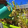 Auch Garten- und Balkonpflanzen brauchen Wasser. Sie dürfen aber nur mit Leitungs- oder Regenwasser gegossen werden. Die anhaltende ...