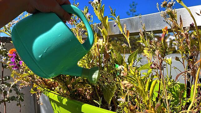 Auch Garten- und Balkonpflanzen brauchen Wasser. Sie dürfen aber nur mit Leitungs- oder Regenwasser gegossen werden. Die anhaltende ...