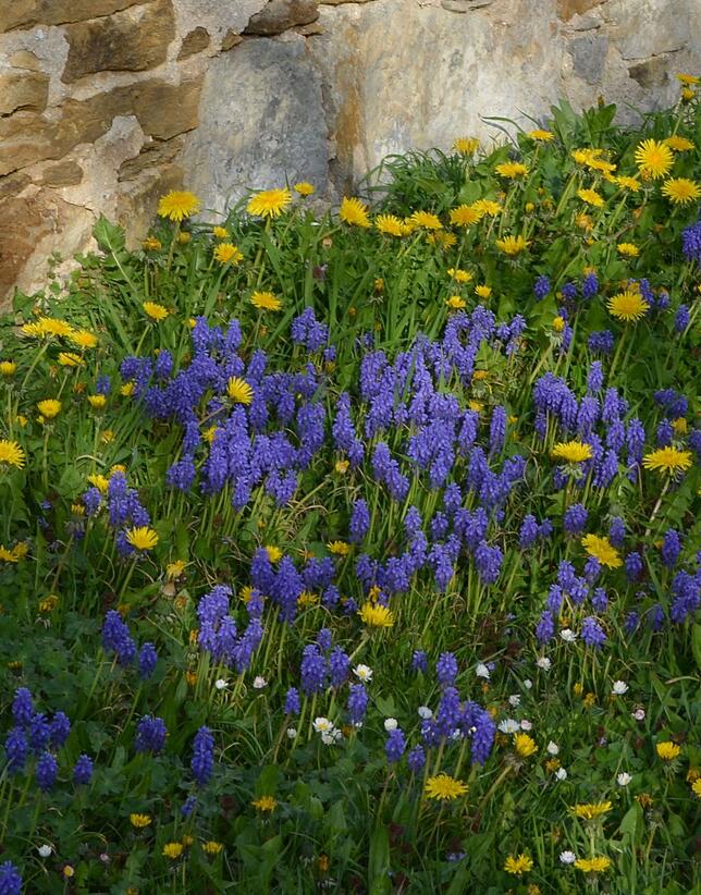 Als wilde Mischung in der Wiese sind Blumen sehr schön. Zudem eine Freude für Betrachter und Insekten. Hier haben sich die ...