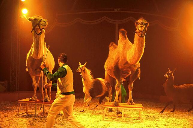 Bild 25: Zirkus Rudolf Renz begeistert in Tengen