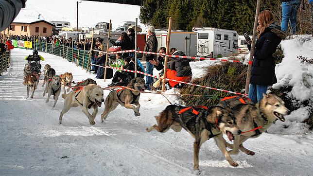 Ein solches Bild wird es dieses Jahr in Todtmoos nicht geben: Szene aus dem Schlittenhunderennen 2017.