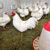 Hühner im Stall. Für Geflügel gilt in einigen Gemeinden des Landkreises bis mindestens 31. März eine Stallpflicht.