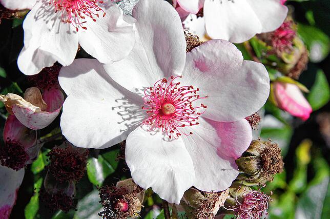 Bild 4: Sag´s durch die Blume: Das Quiz zur Landesgartenschau