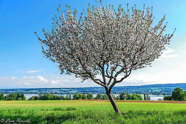 Der Frühling ist in der Natur am Bodensee angekommen. Durch das Sonnenlicht sprießen die ersten Knospen und blühen in voller Pracht wie ...