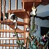 Kater Pit auf der Wendeltreppe kann es nicht lassen: Er angelt nach Christbaumkugeln.