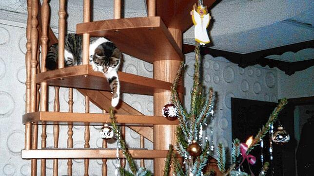 Kater Pit auf der Wendeltreppe kann es nicht lassen: Er angelt nach Christbaumkugeln.