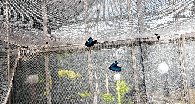 Blaue Morphofalter – schwer im Bild einzufangen, weil diese immer in Bewegung sind.