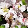 Zu früh für die Bienen hat die Obstbaumblüte eingesetzt.
