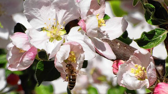 Zu früh für die Bienen hat die Obstbaumblüte eingesetzt.