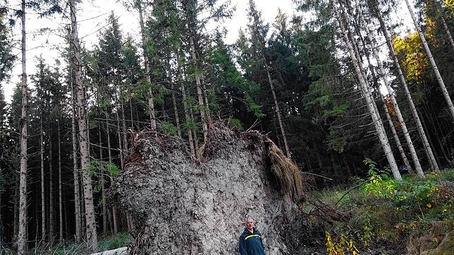 Nach einem Windwurf steht Revierförster Joachim Wingbermühle vor dem Wurzelteller einer Sturmwurf-Fichte.
