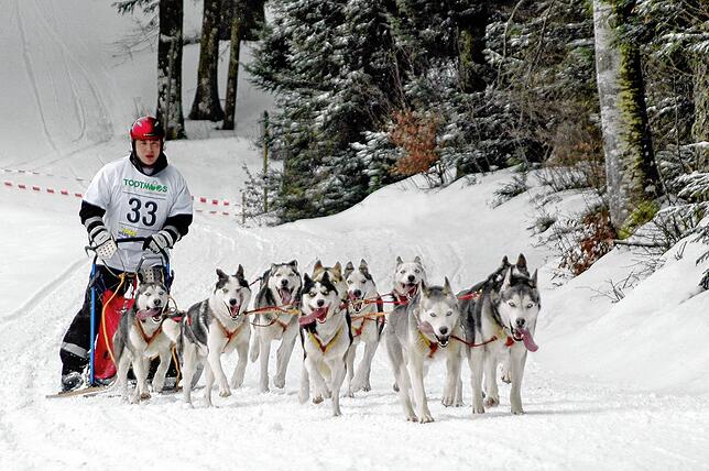 Musher beim Schlittenhunderennen in Todtmoos.