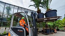 Fertig für den Abtransport zur Landesgartenschau nach Wangen: Martin Jerg, Mitarbeiter in der Stadtgärtnerei Überlingen, nimmt eine ...
