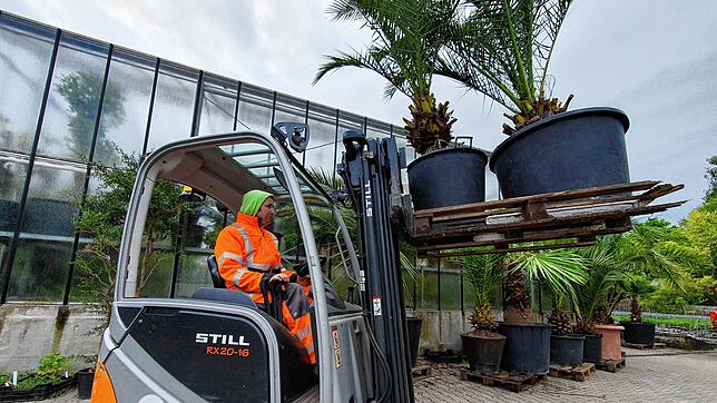 Fertig für den Abtransport zur Landesgartenschau nach Wangen: Martin Jerg, Mitarbeiter in der Stadtgärtnerei Überlingen, nimmt eine ...