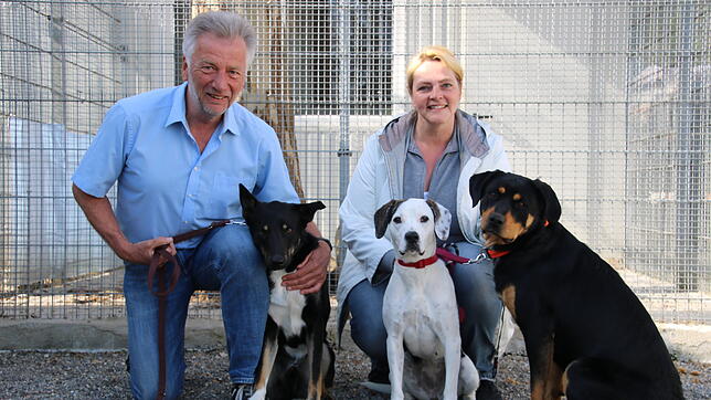 Noch leben hauptsächlich Hunde im Radolfzeller Tierheim. In den kommenden Wochen rechnen Tierschutz-Vorstand Berthold Keller und seine ...
