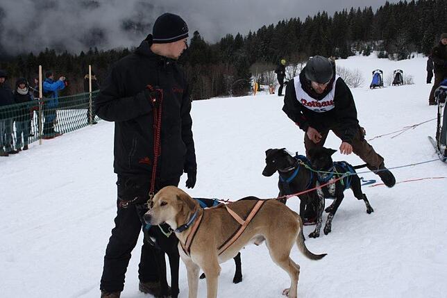 Bild 28: Das Internationale Schlittenhunderennen in Todtmoos 2019 in Bildern