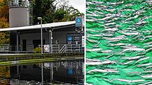 Hormone im Abwasser können Fisch negativ beeinflussen. Spurenstoffe können mittlerweile aber abgebaut werden. In der Kläranlage ...