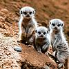 Der Erdmännchen-Nachwuchs im Zoo Basel erblickt im Jahr 2020 das erste Mal Sonnenlicht (Archivbild).