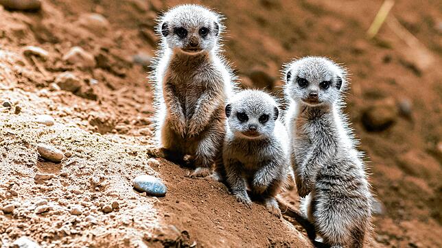 Der Erdmännchen-Nachwuchs im Zoo Basel erblickt im Jahr 2020 das erste Mal Sonnenlicht (Archivbild).