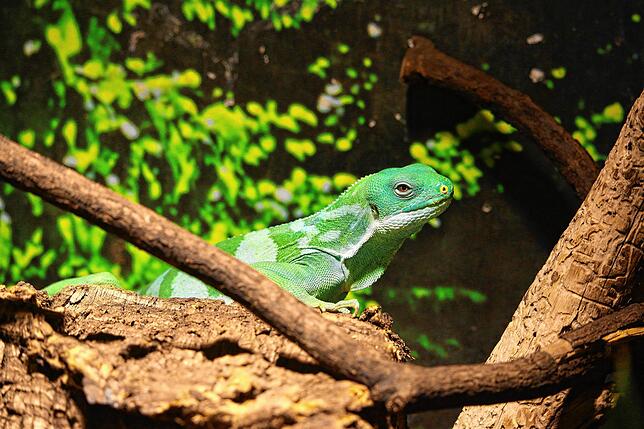 Ein streng geschützter und vom Aussterben bedrohter Fidschi Leguan ist die neue Rarität im Reptilienhaus Uhldingen. Er stammt aus einer ...
