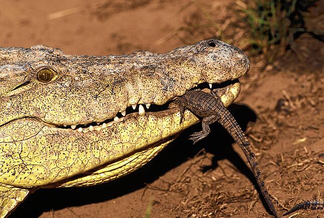 So lebendig wie dieses Nilkrokodil ist der neue Bewohner im Fischbacher Heimatmuseum nicht mehr. Die Haut des Reptils gehört jedoch zu ...