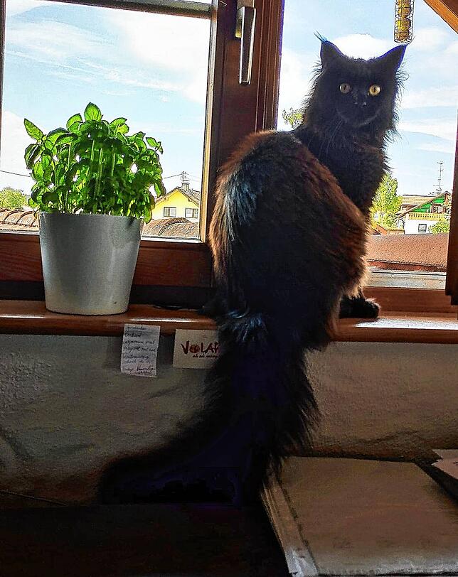 Immer noch vermisst: Der mokkabraune, aus der Entfernung schwarz aussehende, junge Maine-Coon-Kater Salem.
