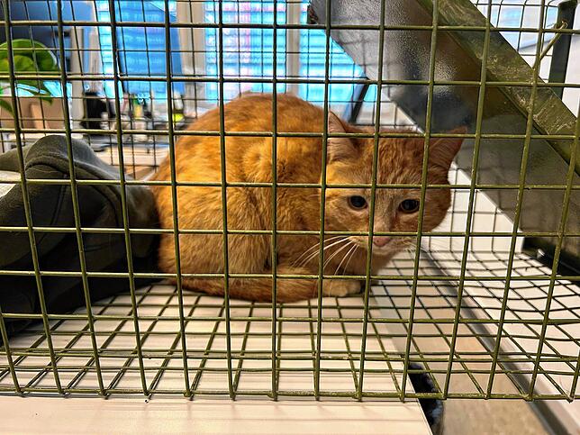 Eine junge, rote Katze versteckte sich tagelang in einem Lagerraum der Zentralen Polizeistation in der Stadt Schaffhausen.