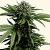 (Symbolbild) Besonders für junge Menschen ist Drogenkonsum &ndash; darunter auch der von Cannabis &ndash; sehr folgenreich, erklärt Dr. ...