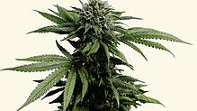 (Symbolbild) Besonders für junge Menschen ist Drogenkonsum &ndash; darunter auch der von Cannabis &ndash; sehr folgenreich, erklärt Dr. ...