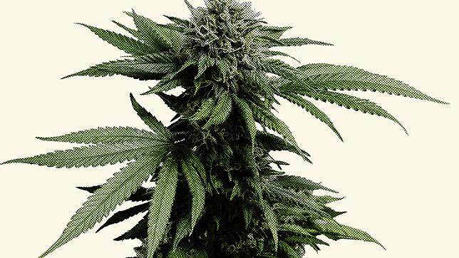 (Symbolbild) Besonders für junge Menschen ist Drogenkonsum &ndash; darunter auch der von Cannabis &ndash; sehr folgenreich, erklärt Dr. ...
