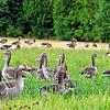 Es sind viele. Und sie koten die Wiesen voll. Die Graugänse am Kirnbergsee &ndash; hier im Juli 2022 &ndash; sind ein Ärgernis. Jetzt ...
