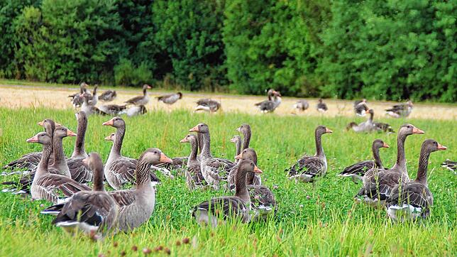 Es sind viele. Und sie koten die Wiesen voll. Die Graugänse am Kirnbergsee &ndash; hier im Juli 2022 &ndash; sind ein Ärgernis. Jetzt ...