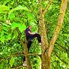 Bäume sind gut für die Natur und die Menschen: Laura (11) aus Allmannsdorf hat viel Freude an der Magnolie bei ihren Eltern im Garten. ...