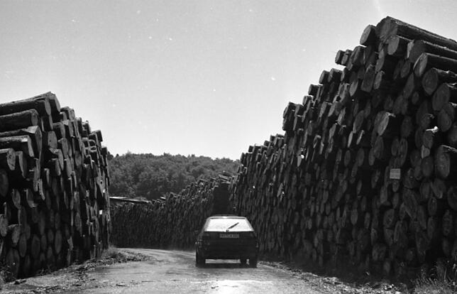 Wand voller Baumstämme: Am Energiemuseum in Hottingen wurde das Sturmholz gelagert. Im Vordergrund ist das Auto von Berichterstatter ...