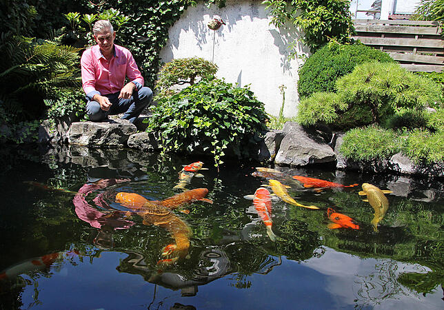 Ganz schön zutraulich sind die sanften Riesen in Richard Hilbles Koi-Teich.