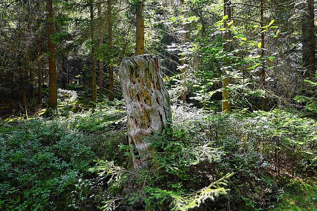 Von einem Windwurf zum Grabmal: Der Baum fiel, als Orkan Lothar 1999 durch den Wald wütete. Nun kann der Stumpf als Grabstätte gebucht ...