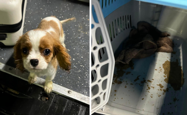 An der Grenze bei Stühlingen entdeckten Zöllner einen drei Monate alten Cavalier-King-Charles-Spaniel – eingepfercht in einer ...