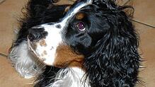 Vor allem kurzfristige Unterbringungsmöglichkeiten für Hunde fehlen. Foto: Verein