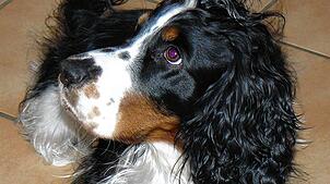 Vor allem kurzfristige Unterbringungsmöglichkeiten für Hunde fehlen. Foto: Verein
