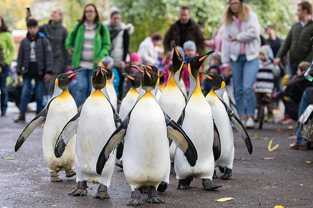 Spaziergang durch den Zoo: Im Herbst und Winter können Zoobesucher in Basel die Pinguine ganz nah erleben. Die Tiere spazieren jeden ...